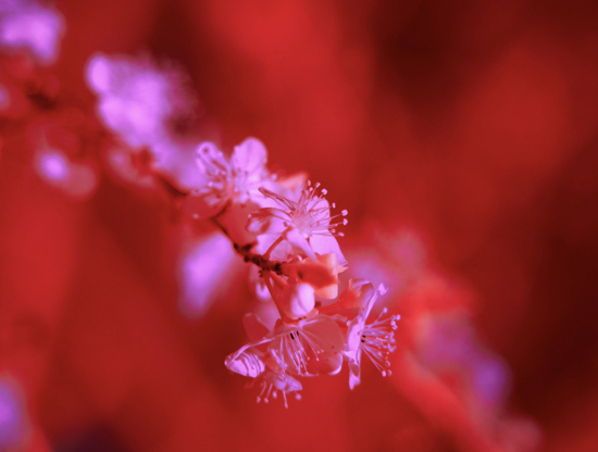 De onde surgiu o dia de Saint-Valentin?