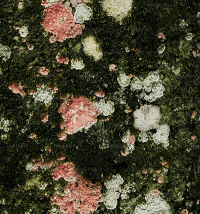 Os 5 atos públicos mais românticos