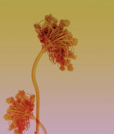 Amor e Mindfulness: Como amar sem se perder