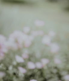 Amizades que se transformaram em amor