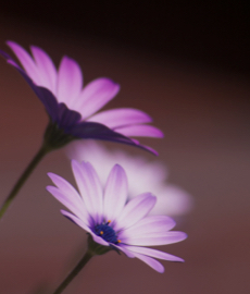 É possível amar duas pessoas ao mesmo tempo?