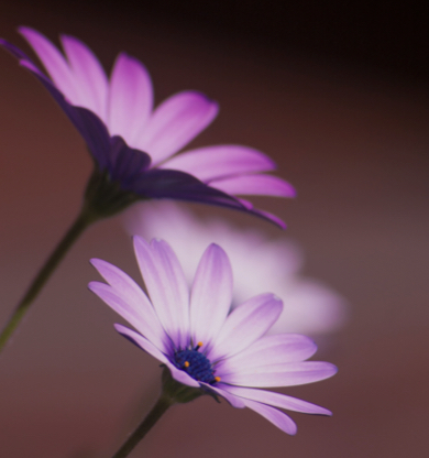 É possível amar duas pessoas ao mesmo tempo?