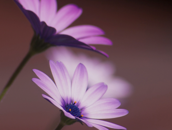 É possível amar duas pessoas ao mesmo tempo?