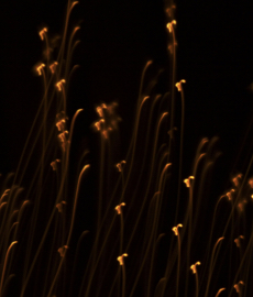 Como lidar com a solidão afetiva nas festas de fim de ano